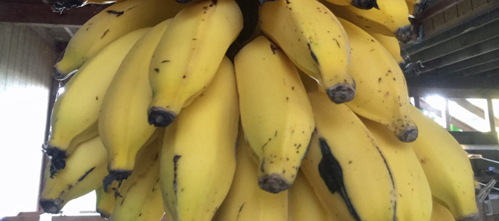 bananas