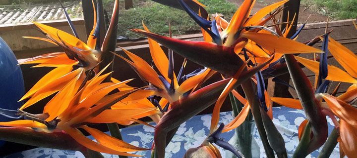 Birds of Paradise