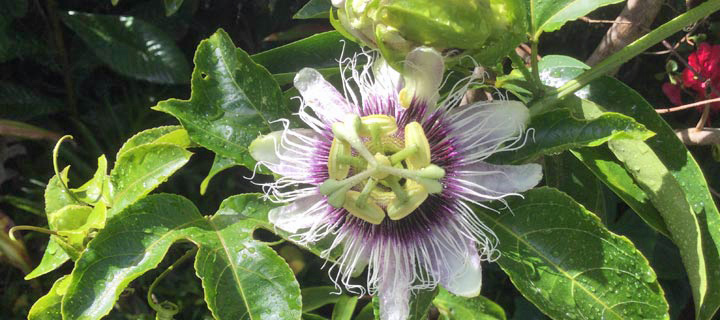 Lilikoʻi (passion fruit)