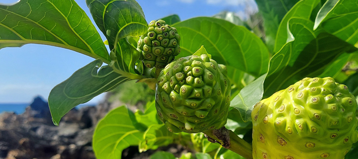 Noni