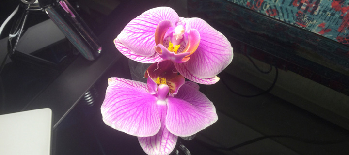 Orchid