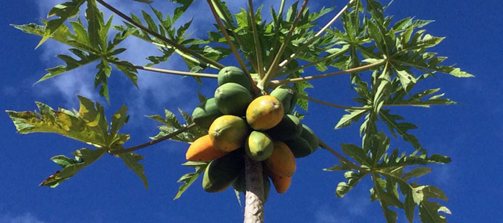 papaya tree