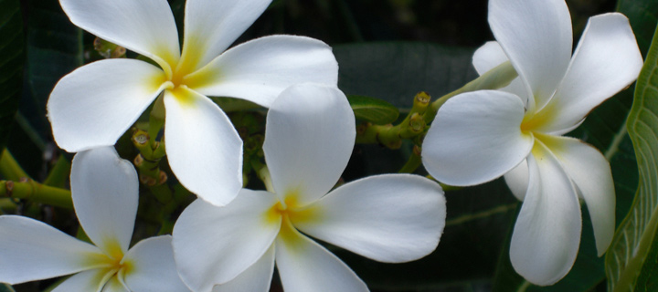 Plumeria